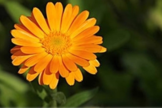 Ökumenischer Gedenkgottesdienst